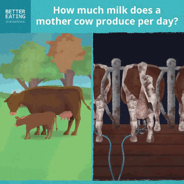 Dairy Milk GIF - Dairy Milk Cow GIFs