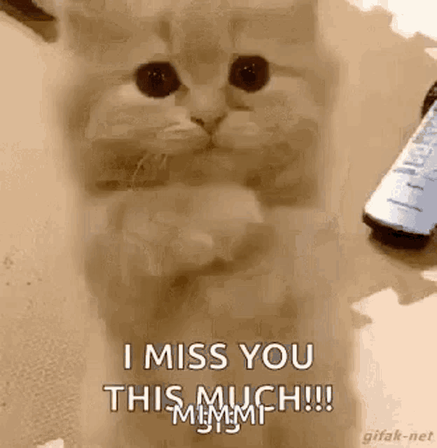 Kitten Love GIF - Kitten Love Miss You GIFs