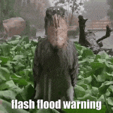 a bird with a large beak is standing in a field of leaves and says flash flood warning .