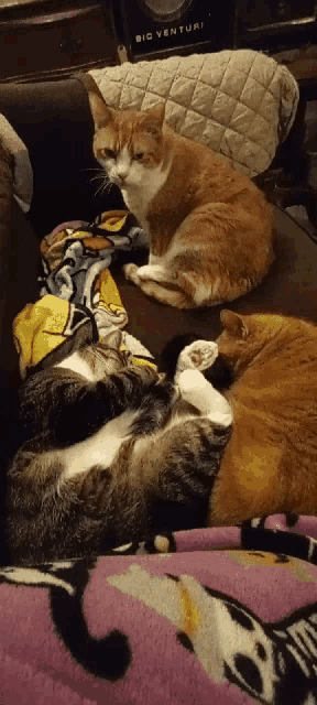 three cats laying on a couch with a big venture speaker behind them