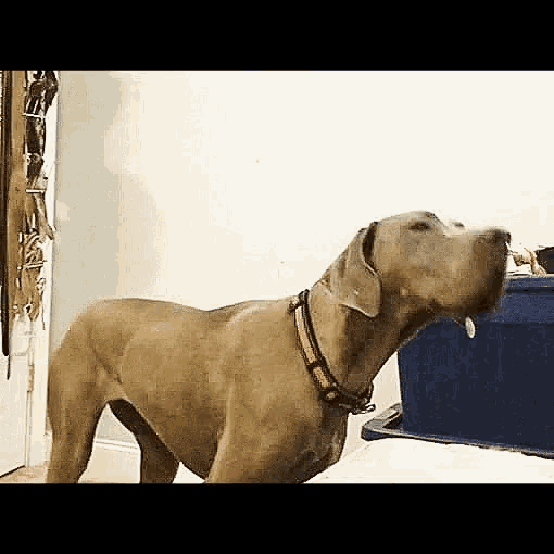 a brown dog wearing a red collar is standing next to a blue box .