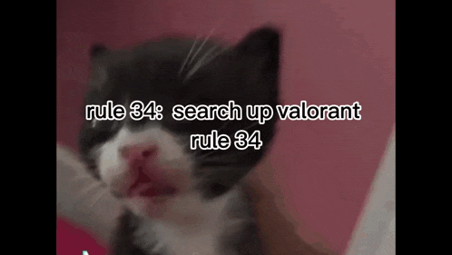 a black and white cat with the words rule 34 search up valorant rule 34 written above it