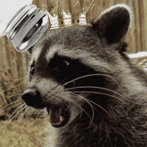 a raccoon with a crown on its head and a pot on it 's head