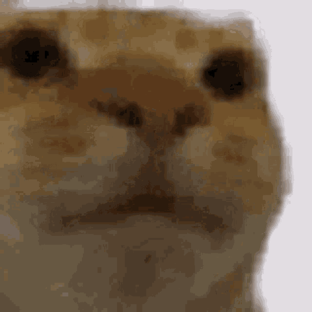 Stare Looking GIF - Stare Looking Cat GIFs
