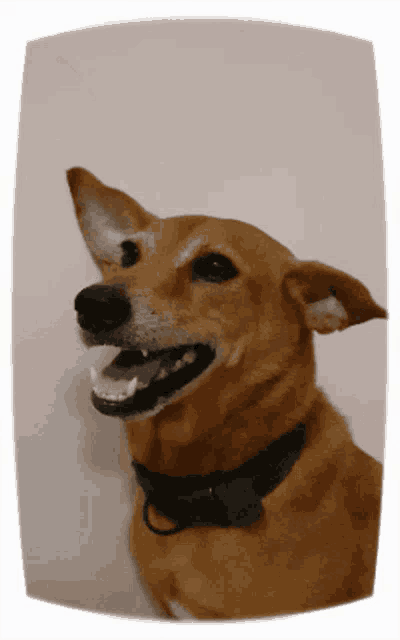 a brown dog wearing a black collar and a bow tie