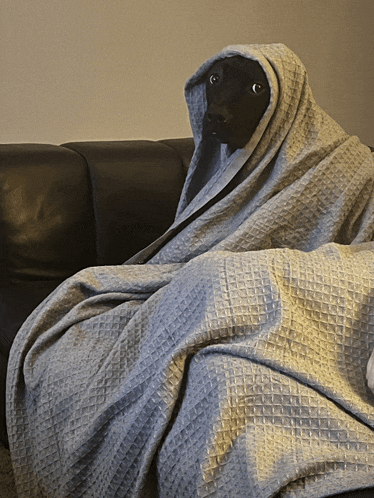 a black dog is wrapped in a blanket on a couch