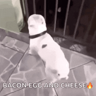 a white dog is walking on a sidewalk with the words bacon egg and cheese below it