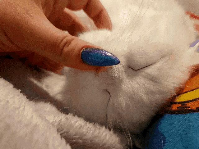 a white cat with blue nails is being petted by a woman