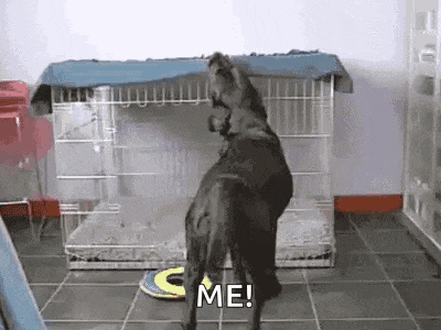 a dog is standing on its hind legs in front of a dog cage and saying `` me '' .