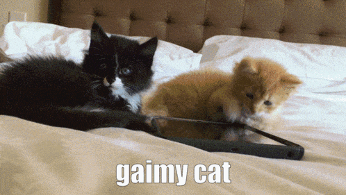 a black and white cat laying on a bed next to a kitten playing with a tablet that says gaimy cat