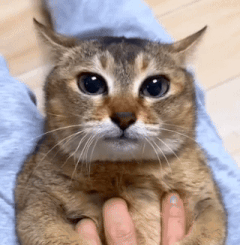 Smirk Smirk Cat GIF - Smirk Smirk Cat Rizz Cat GIFs