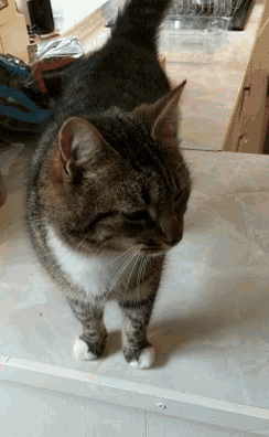 a cat is laying on its back on a white surface