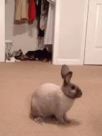 Rabbit Surprise GIF - Rabbit Surprise GIFs