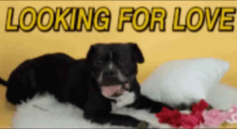 Looking For Love Dogs GIF - Looking For Love Dogs Funny Animals GIFs