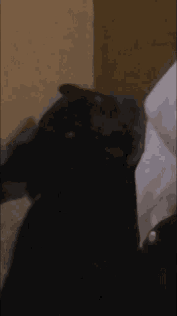 a close up of a person 's shoulder with a black dog in the background