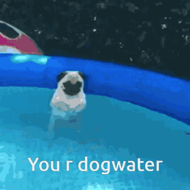 Dogwater Insult GIF - Dogwater Dog Water GIFs
