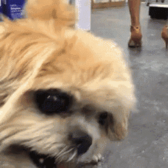 a close up of a dog 's face with a woman 's feet in the background .