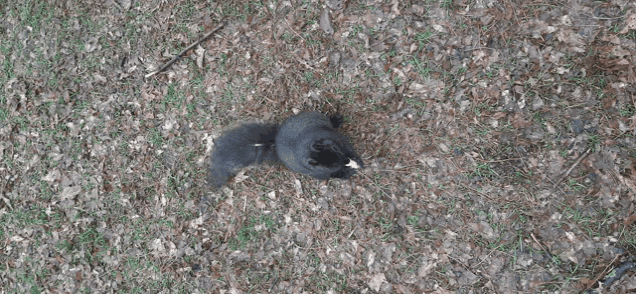 a black squirrel is laying on the ground