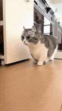 a gray and white cat walking on a wooden floor