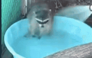 a raccoon is swimming in a blue bucket of water .