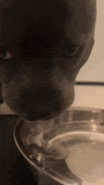 a close up of a dog drinking water from a metal bowl