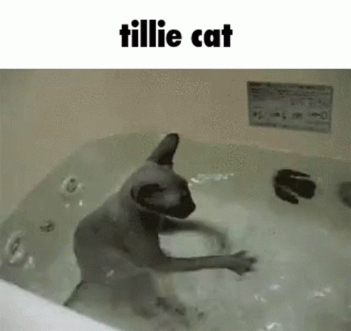 Cat Bath GIF - Cat Bath Bald Cat GIFs