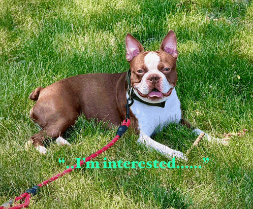 a brown and white dog is laying in the grass with the words " i 'm interested " above it