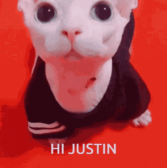 Hi Justin Justin GIF - Hi Justin Justin Hello GIFs
