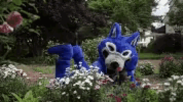 a person in a blue wolf costume is laying in a flower bed