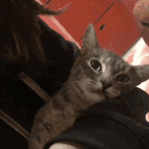 a cat is laying on a person 's lap and looking at the camera