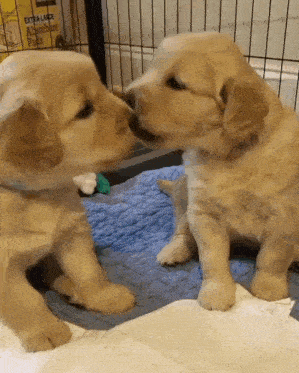 two puppies are kissing in front of a box of absorbent pads .