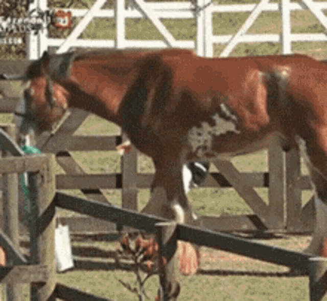 a brown horse is jumping over a wooden fence in a field