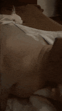 a close up of a person 's hand touching a dog 's nose