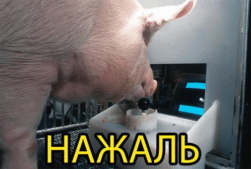 свинья нажаль GIF - свинья свин нажаль GIFs