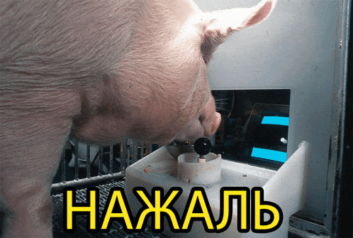 a pig is drinking from a plastic container with the russian letters нажаль on the bottom