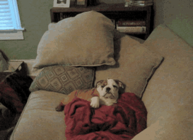 a dog is laying on a couch with a red blanket