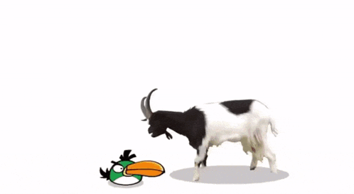 a goat standing next to an angry bird with a yellow beak