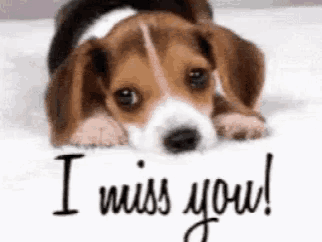 a beagle puppy is laying on a bed with the words i miss you written on it