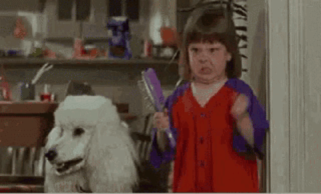 a little girl is brushing a white poodle 's hair