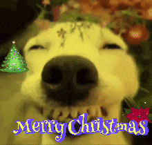 a dog says merry christmas with a christmas tree behind it
