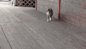 This Cat Thinks It'S A Horse GIF - Cat March Gallop GIFs