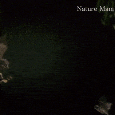 an owl is flying in the dark with the words nature mam written below it