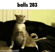 a cat standing on its hind legs next to another cat with the words balls 283 below it