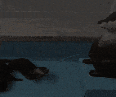 two otters are playing in a pool and one is drinking water