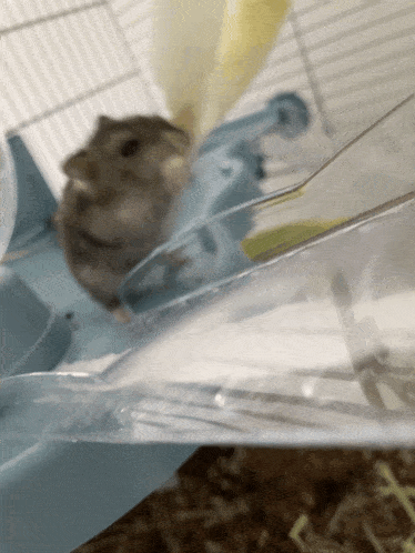 Hamster Endive GIF - Hamster Endive Manger GIFs