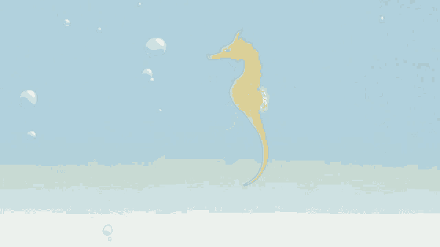 a seahorse is swimming in the water with bubbles