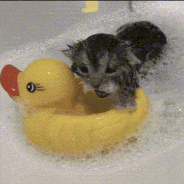 a kitten is sitting in a yellow rubber duck in a bathtub