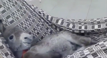 a dog is laying in a hammock with a black and white pattern on it