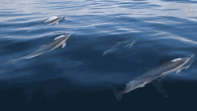 Swimming Dolphins Moving Dolphins GIF