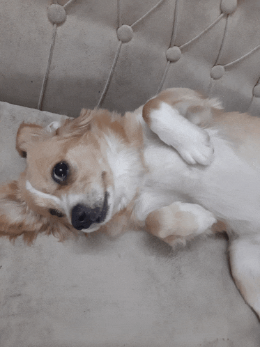 a brown and white dog laying on its back on a white couch